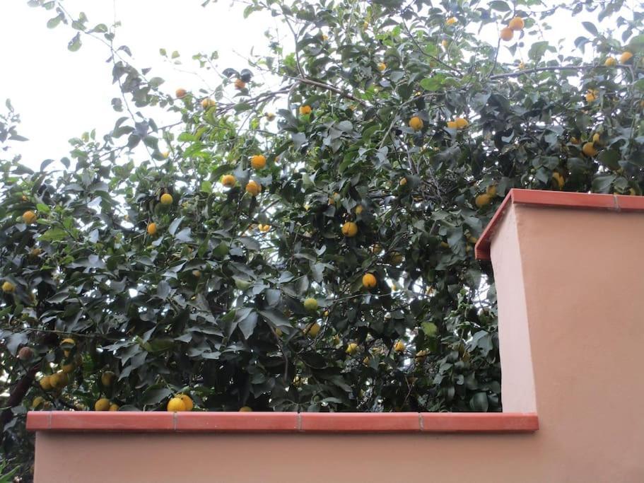 Il Piccolo Eden - Private Garden Apartment Livorno Exterior foto